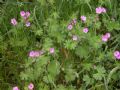 Geranium molle